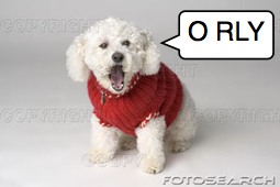 sweater dog orly